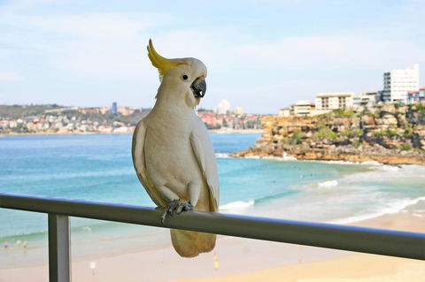 Beachfront Bliss - Yamba Accommodation 23