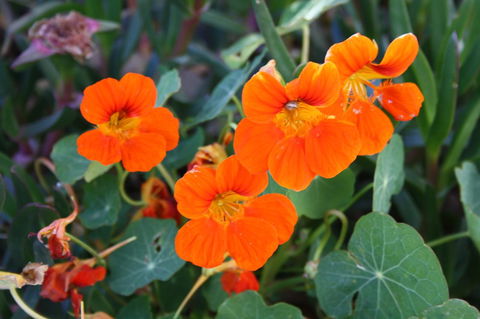 Lakeview Motel And Apartments - Yamba Accommodation 20