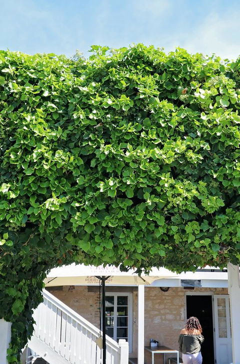 Caledonian Inn - Yamba Accommodation 21