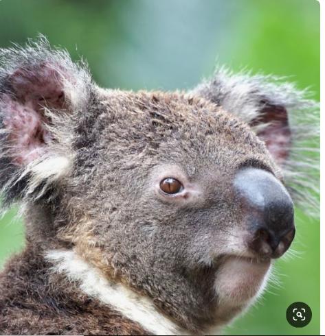 Saar River House - Yamba Accommodation 22