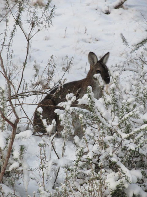 CHILL-OUT - Thredbo - Yamba Accommodation 3