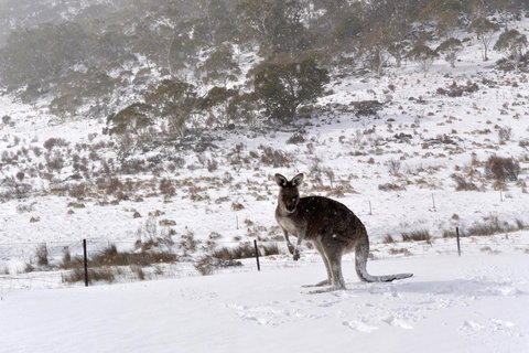 CHILL-OUT - Thredbo - Yamba Accommodation 27