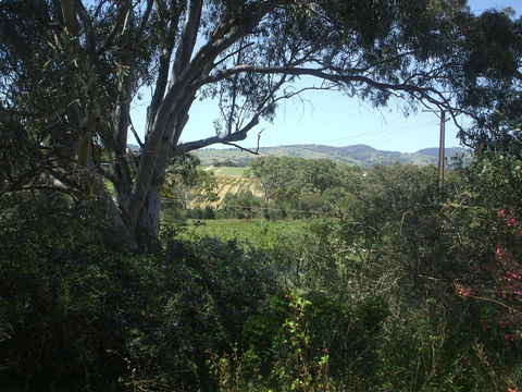 Archery Road Estate - Yamba Accommodation 0