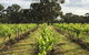 The Winemakers - thumb 2