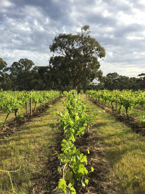 The Winemakers - Yamba Accommodation 2