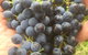 The Winemakers - thumb 14