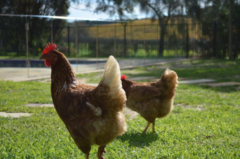 Amande Bed And Breakfast - Yamba Accommodation 20