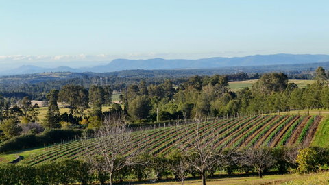 Grapevines Boutique Accommodation - Yamba Accommodation 21