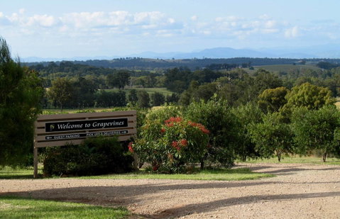 Grapevines Boutique Accommodation - Yamba Accommodation 15