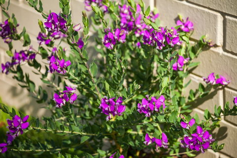 Kempsey Rose Motor Inn - Yamba Accommodation 38