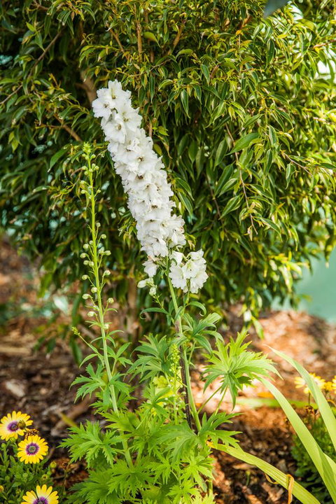 Kempsey Rose Motor Inn - Yamba Accommodation 37