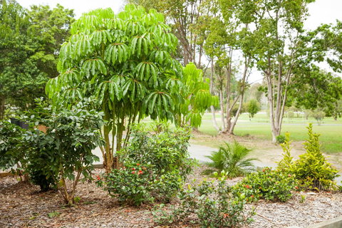 Kempsey Rose Motor Inn - Yamba Accommodation 42