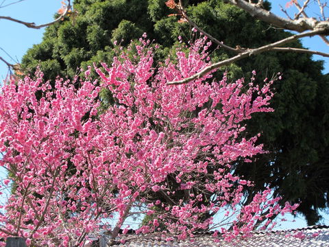 Apple Tree Cottage - Yamba Accommodation 31