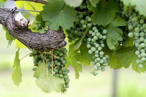 Thistle Hill Guesthouse - Walk To Many Wineries And Restaurants - Yamba Accommodation 44