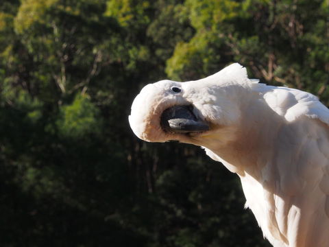 Bundle Hill Cottages - Yamba Accommodation 1
