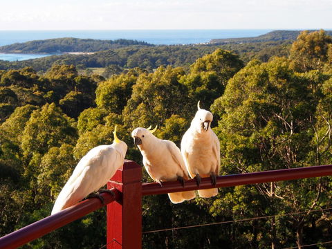 Bundle Hill Cottages - Yamba Accommodation 2