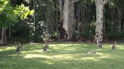 Bundle Hill Cottages - Yamba Accommodation 15