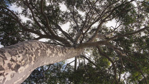 Bundle Hill Cottages - Yamba Accommodation 20