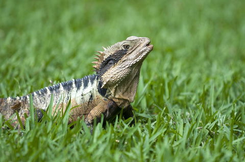 Flynns Beach Resort - Yamba Accommodation 14