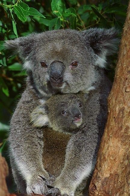 Flynns Beach Resort - Yamba Accommodation 11