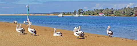 Pelican Motor Inn - Yamba Accommodation 29