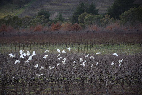Borrodell Vineyard - Yamba Accommodation 32