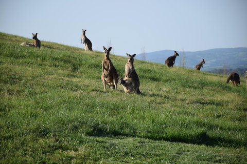 Borrodell Vineyard - Yamba Accommodation 33
