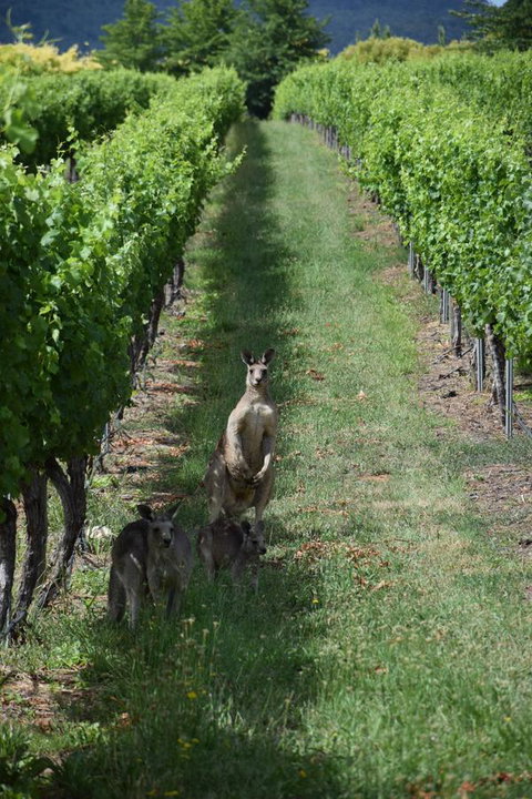 Borrodell Vineyard - Yamba Accommodation 31