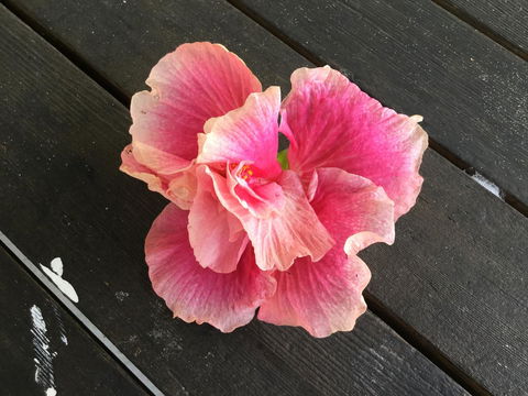 Hat Head Beach Cottage 1 - Yamba Accommodation 1