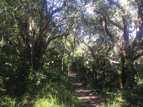 Hat Head Beach Cottage 1 - Yamba Accommodation 24