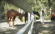 The Woods Farm Jervis Bay - thumb 13