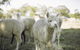 The Woods Farm Jervis Bay - thumb 12