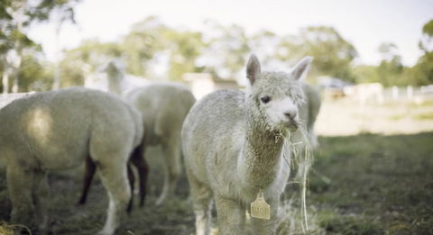 The Woods Farm Jervis Bay - Yamba Accommodation 12
