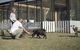 The Woods Farm Jervis Bay - thumb 14