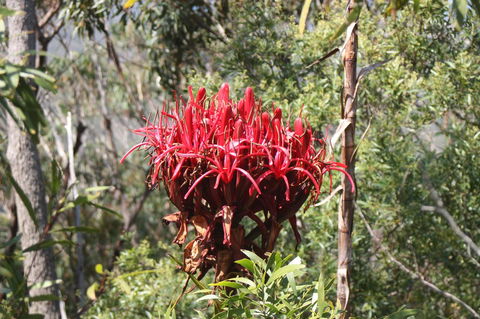 Ambience - Yamba Accommodation 30