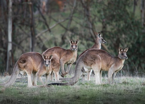 Pound Creek Gallery - Yamba Accommodation 25