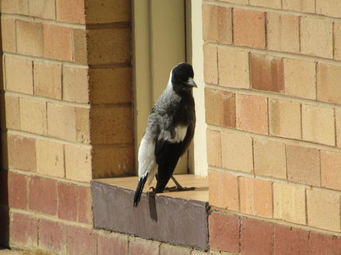 Allonville Gardens Motel - Yamba Accommodation 34
