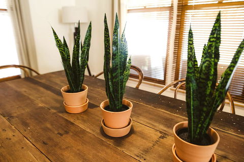 Morpeth Cottage - Yamba Accommodation 25