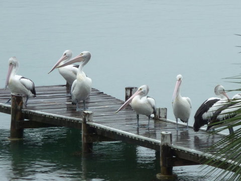 Pelican H2O One & Two Bedroom Apartments - Yamba Accommodation 6