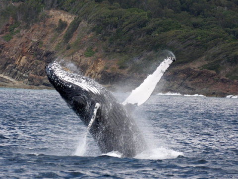 Braemar 9 - Yamba Accommodation 8