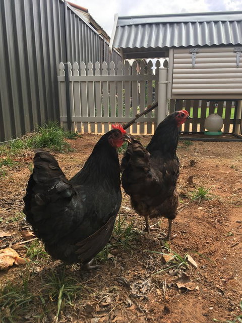 Thelma's Temora - Yamba Accommodation 13