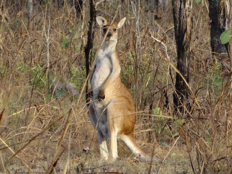 Mount Bundy Station - Yamba Accommodation 41