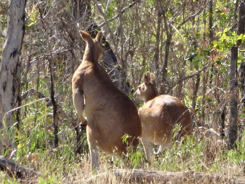 Mount Bundy Station - Yamba Accommodation 40