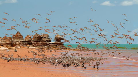 Broome Bird Observatory - Yamba Accommodation 1