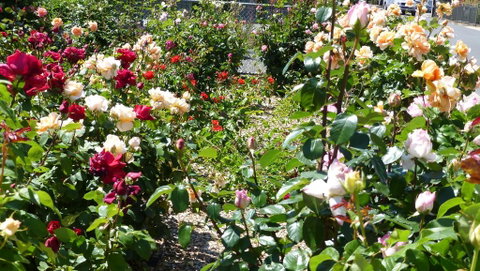 Cabernet Cottage - Yamba Accommodation 3