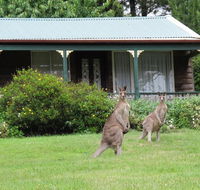 Cedar Lodge Cabins - Yamba Accommodation