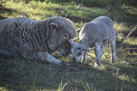Book Boyland Accommodation Vacations Yamba Accommodation Yamba Accommodation