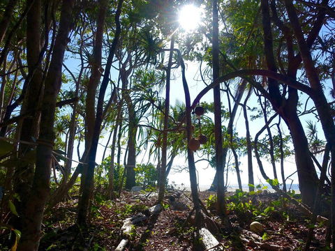 Coconut Beach House - Yamba Accommodation 2