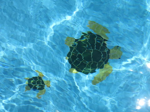 Coogee WA Accomodation - Yamba Accommodation 1