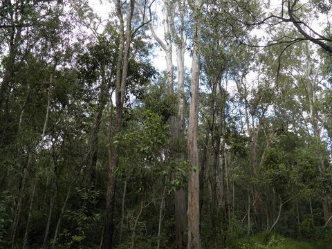 Coucals Cottage - Yamba Accommodation 3